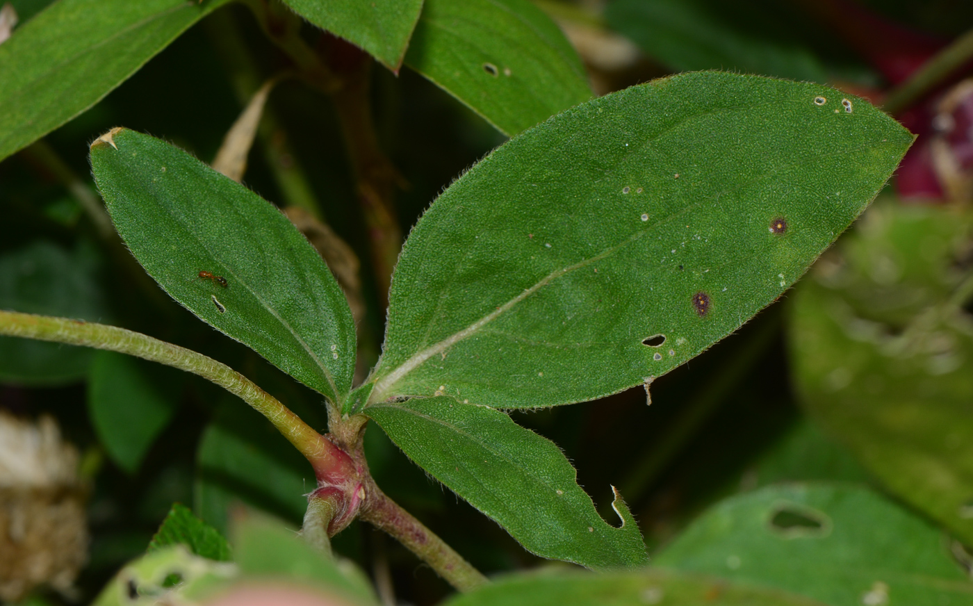 Image of Gomphrena globosa specimen.