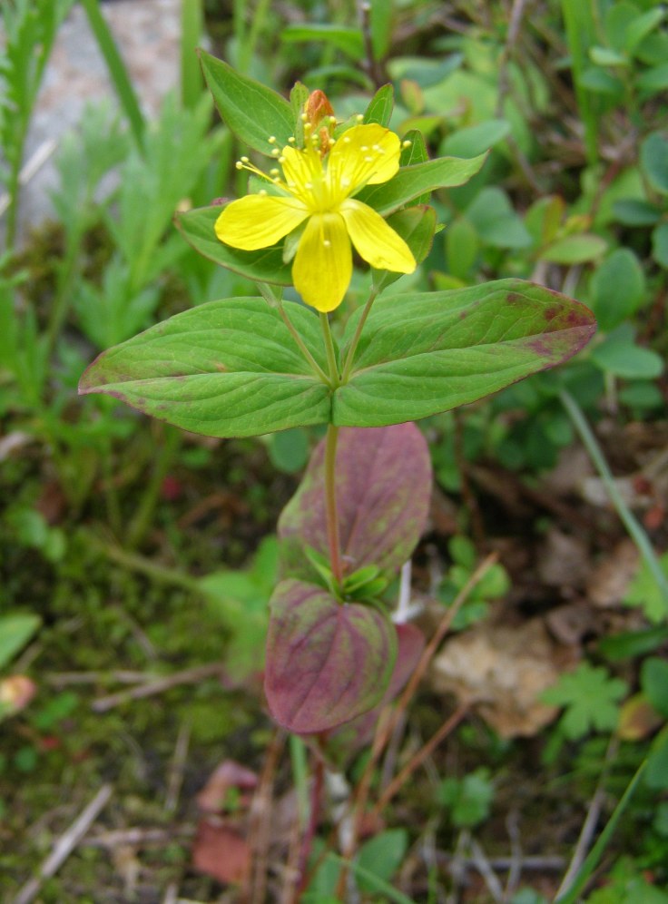 Image of Hypericum kamtschaticum specimen.