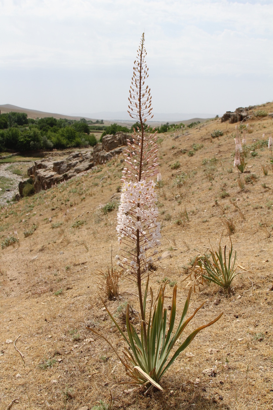 Изображение особи Eremurus olgae.