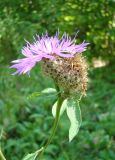 Centaurea pseudophrygia. Верхушка побега с соцветиями. Ульяновская обл., Инзенский р-н, окр. с. Первомайское, заросли кустарников в пойме ручья, у подножия высоких облесённых склонов. 5 августа 2016 г.