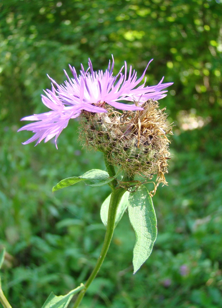 Изображение особи Centaurea pseudophrygia.