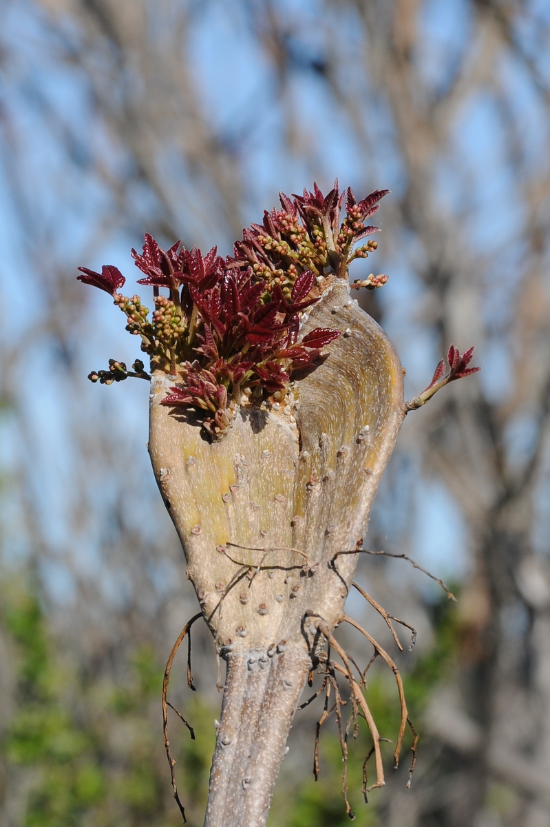 Image of Toxicodendron diversilobum specimen.