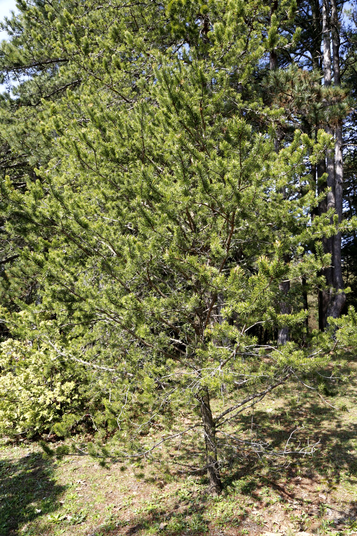 Image of Pinus banksiana specimen.