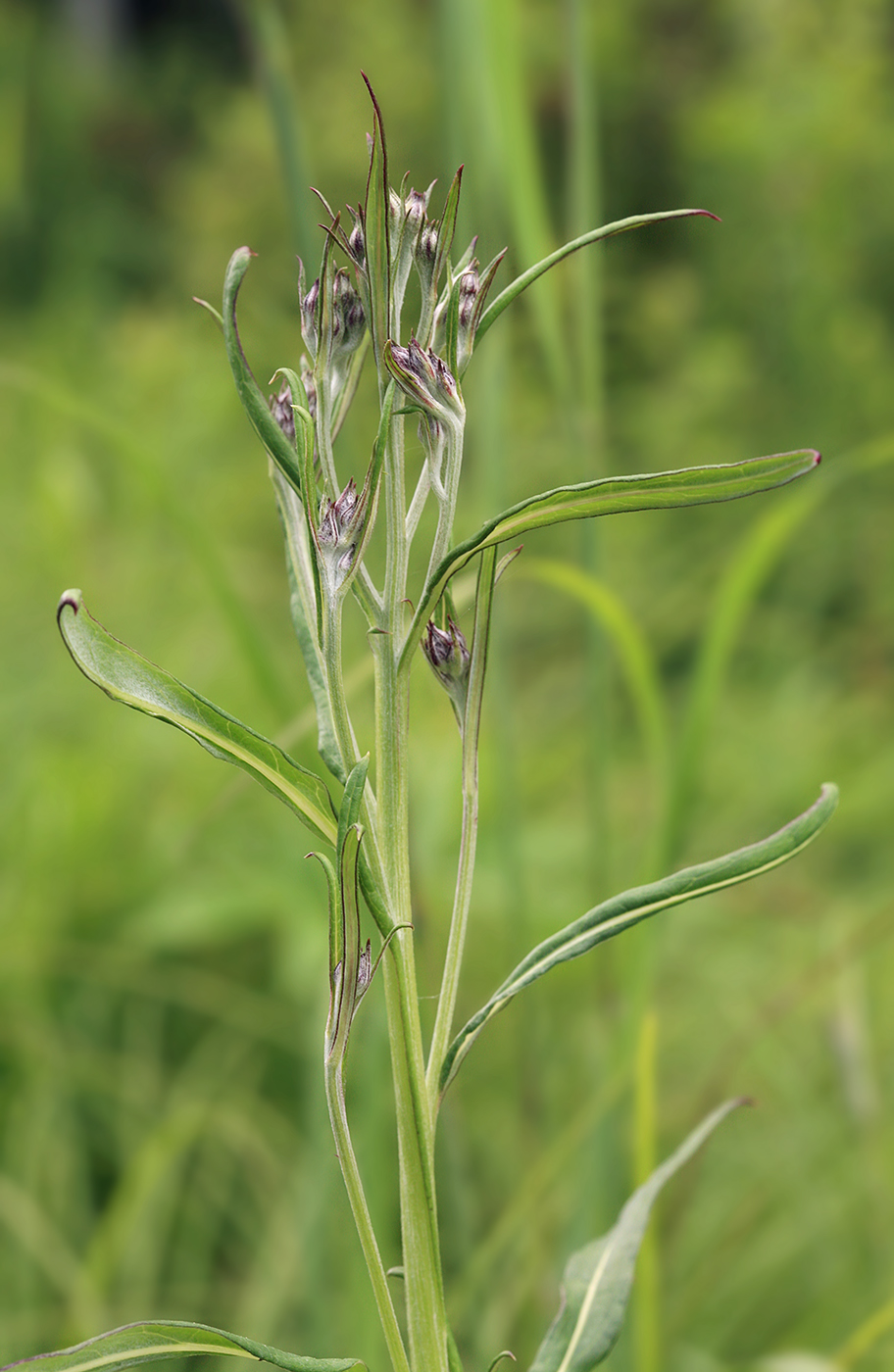 Image of Saussurea amurensis specimen.