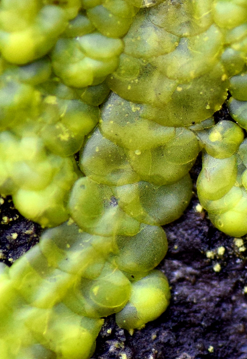 Image of Radula complanata specimen.