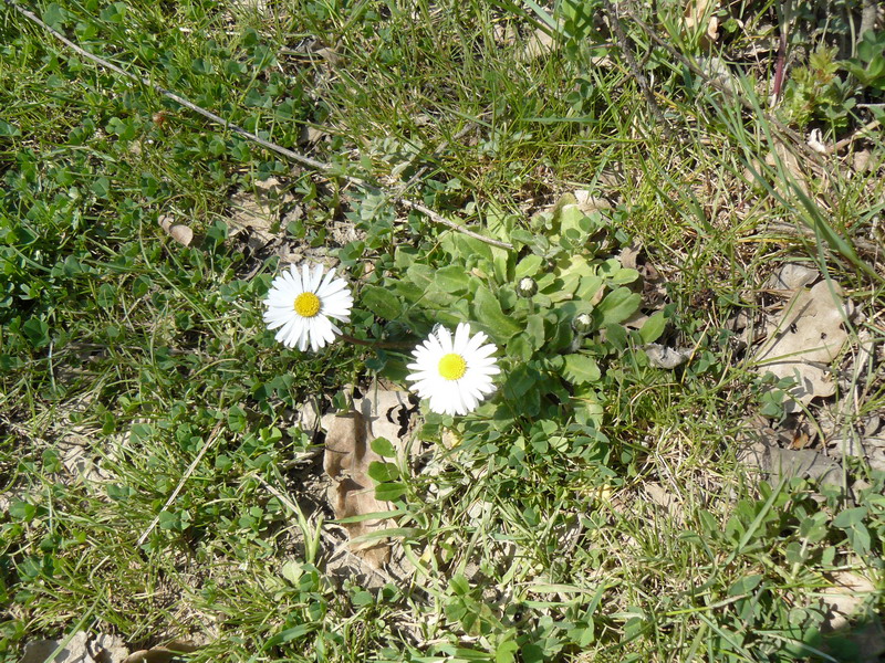 Изображение особи Bellis perennis.