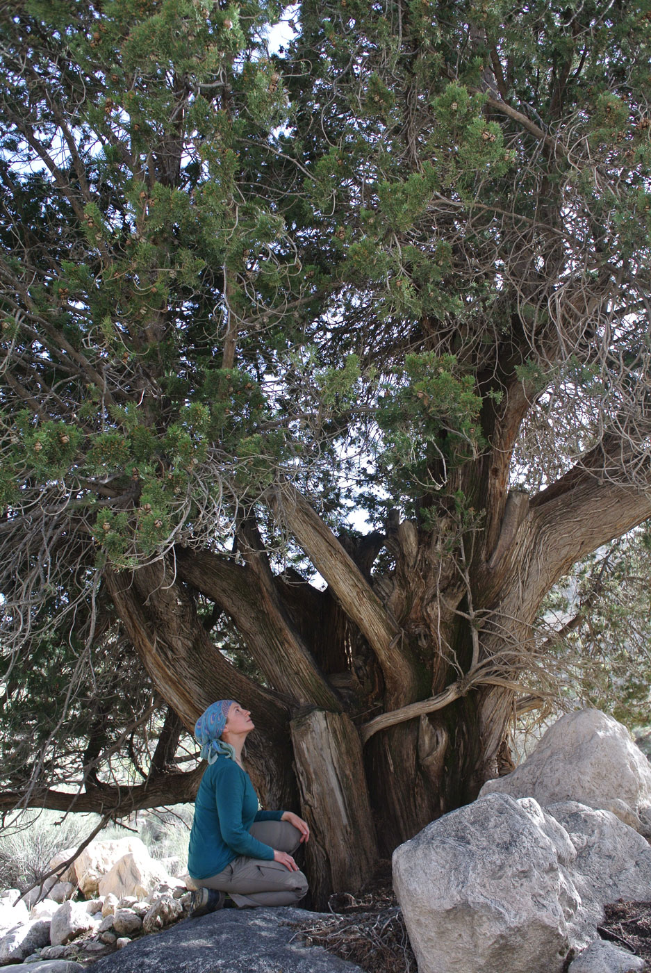 Image of Cupressus sempervirens specimen.