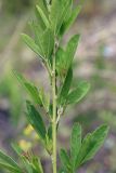 Lespedeza juncea