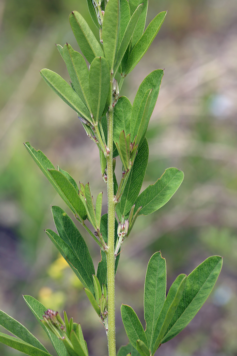 Изображение особи Lespedeza juncea.