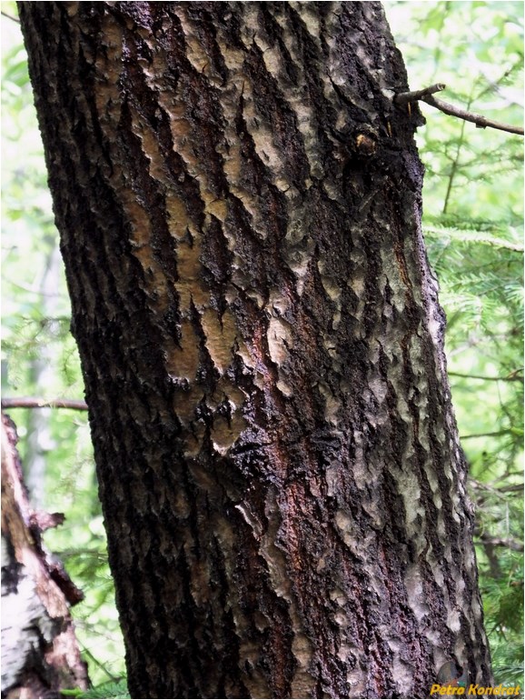 Image of Salix caprea specimen.