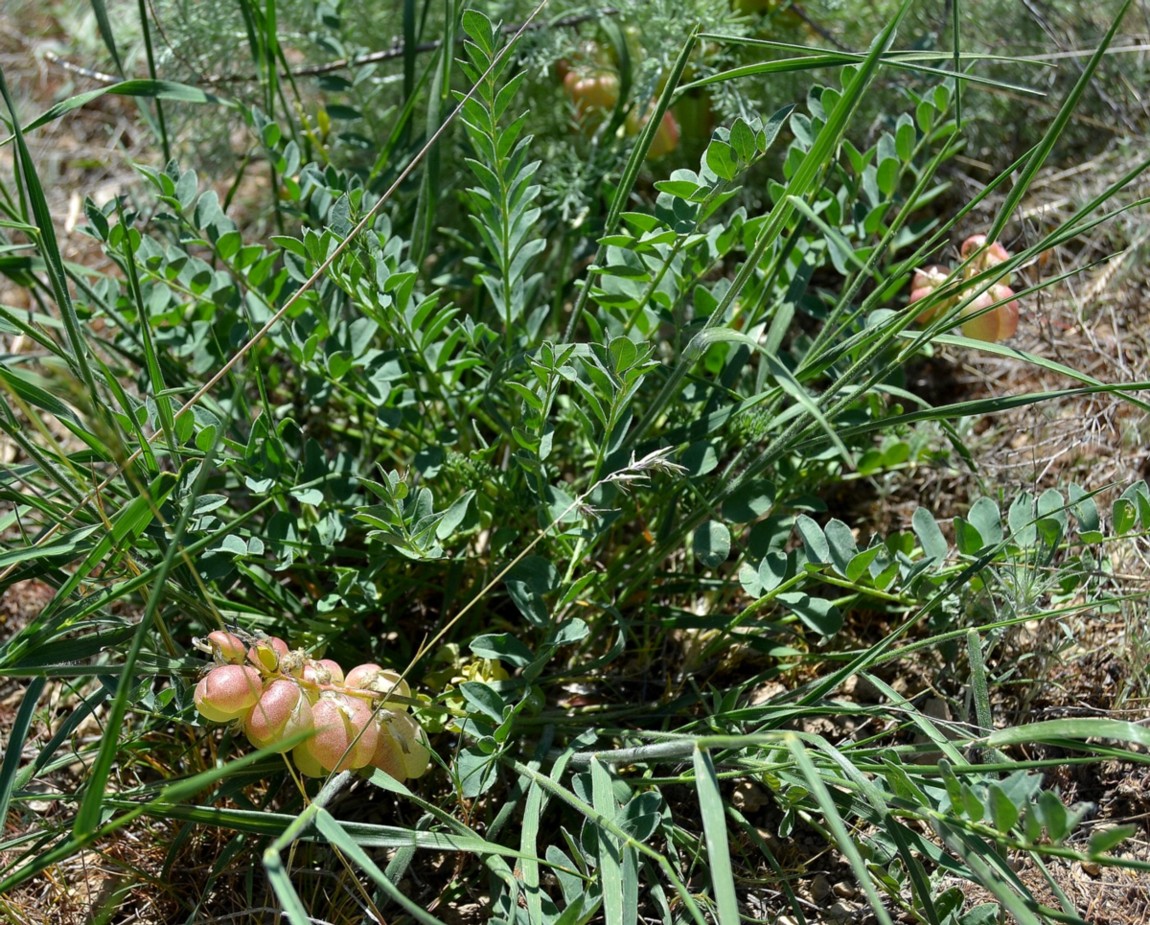 Изображение особи Astragalus physodes.