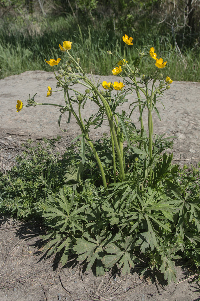 Изображение особи Ranunculus polyanthemos.