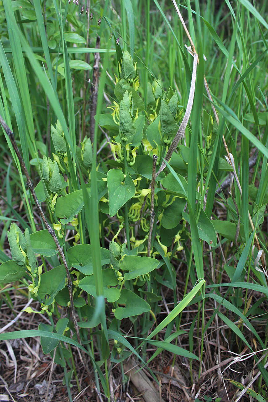 Изображение особи Aristolochia clematitis.