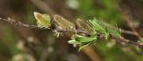 Salix brachypoda