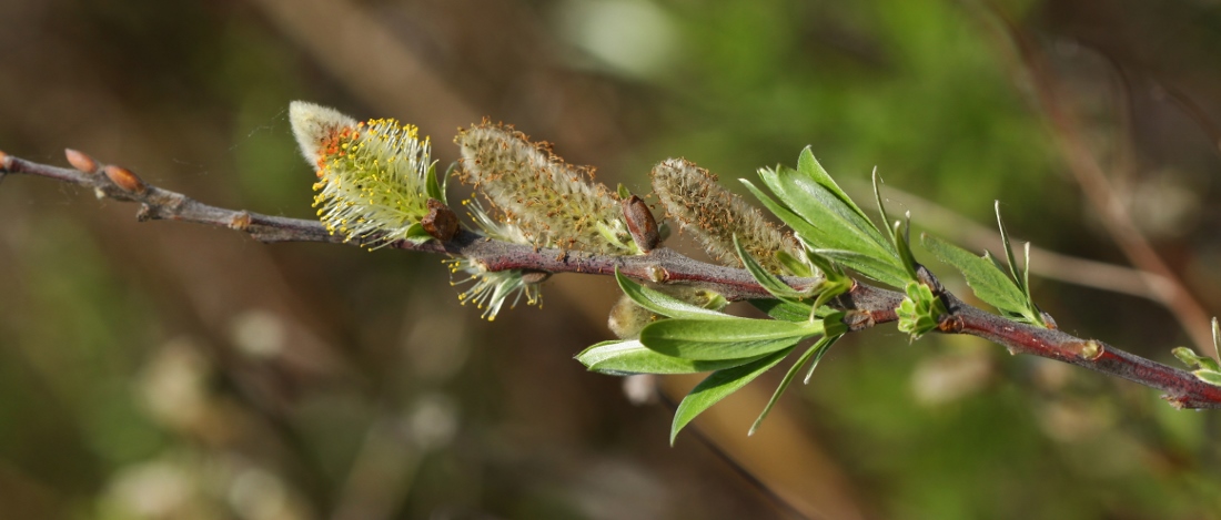 Изображение особи Salix brachypoda.