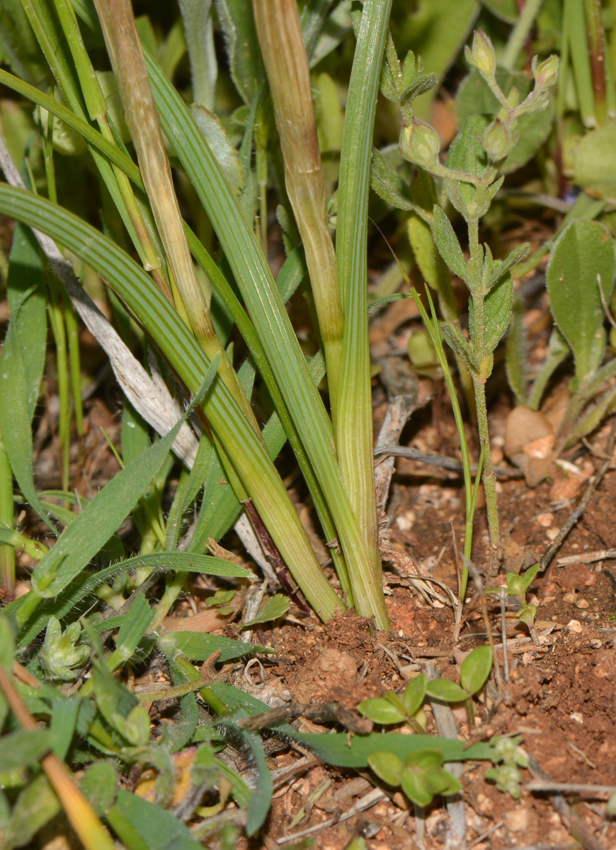 Изображение особи Moraea sisyrinchium.