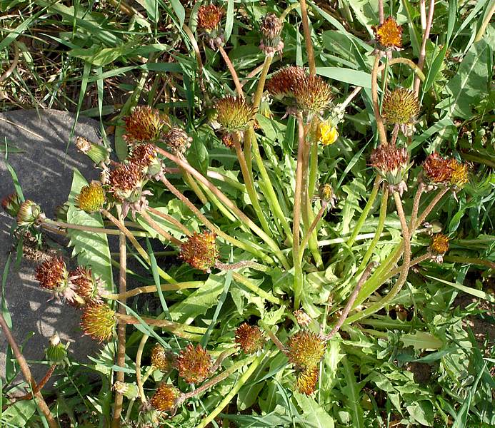 Изображение особи Taraxacum officinale.