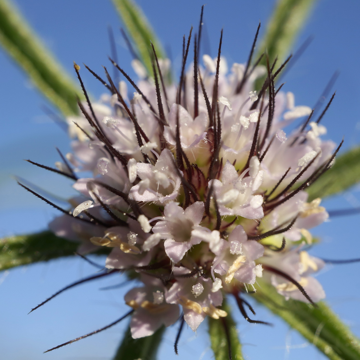 Image of Lomelosia divaricata specimen.