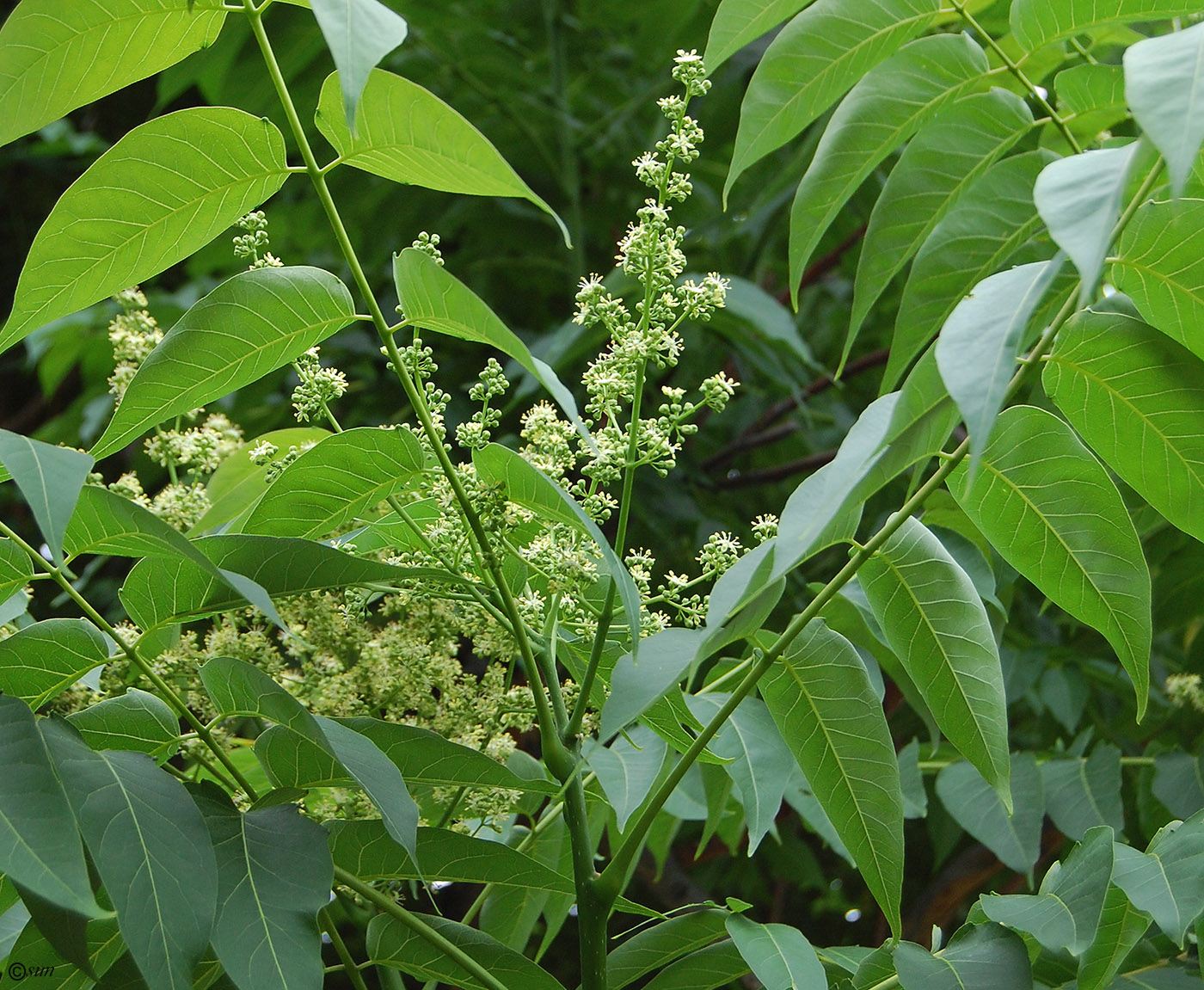 Image of Ailanthus altissima specimen.
