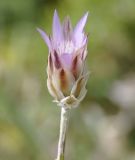 Xeranthemum inapertum