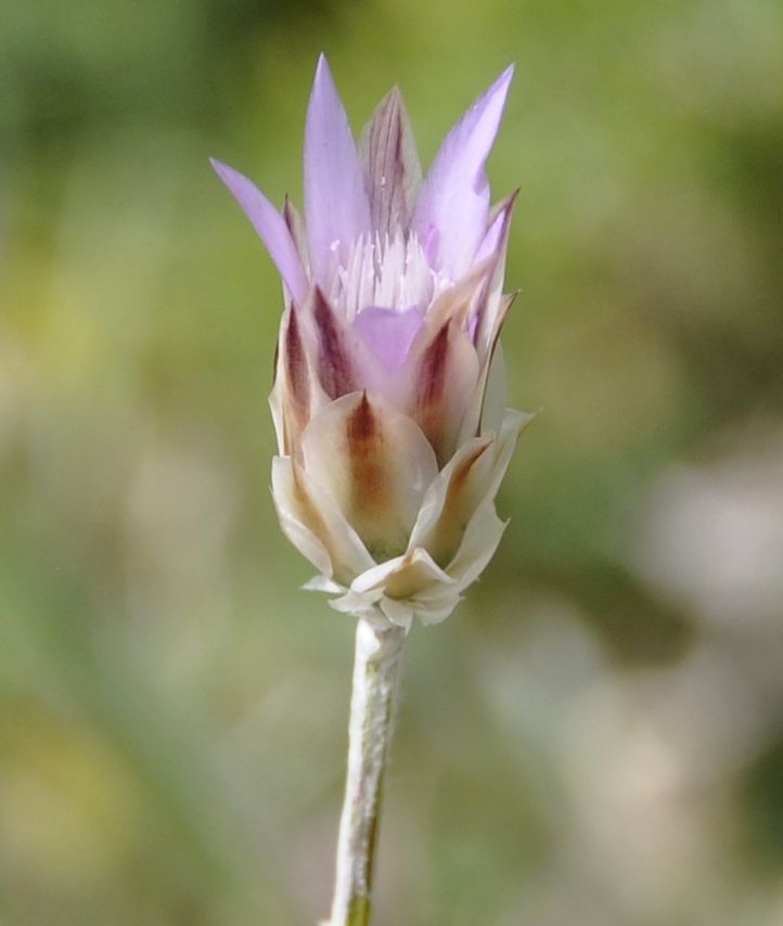 Image of Xeranthemum inapertum specimen.