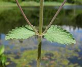 род Nepeta. Часть стебля с листьями и основаниями пазушных побегов. Подмосковье, Одинцовский р-н, дер. Лайково, приусадебный участок. Июнь 2017 г.