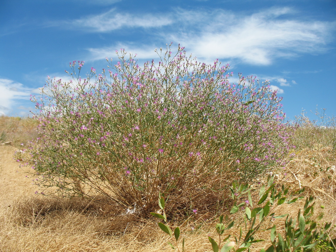 Image of Centaurea pseudosquarrosa specimen.