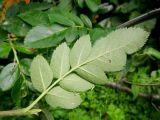 × Crataegosorbus miczurinii. Лист (вид с обратной стороны). Москва, Кусково, аллея парка, в культуре. 07.07.2015.