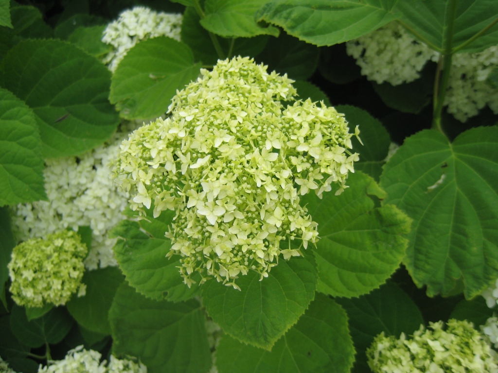 Image of Hydrangea arborescens specimen.