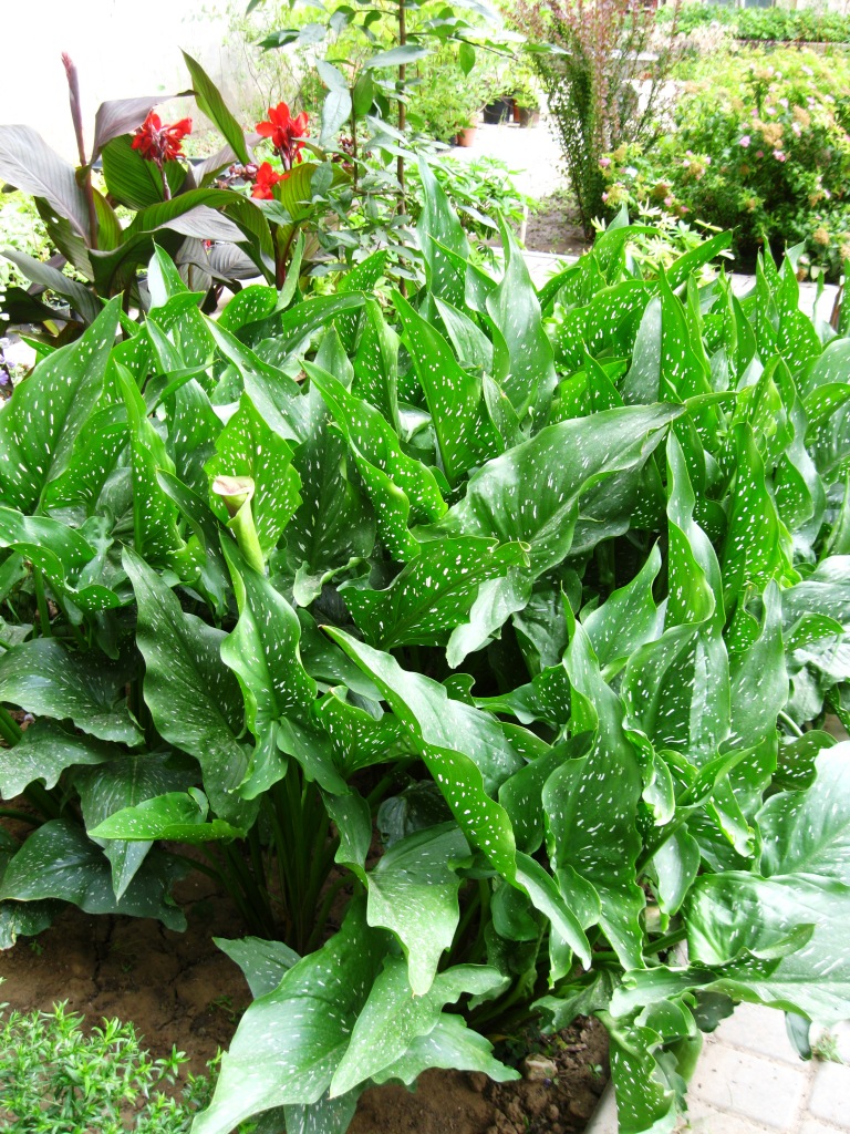 Image of Zantedeschia elliottiana specimen.