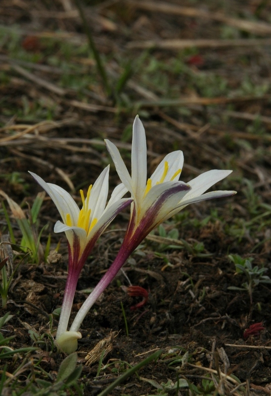 Изображение особи Colchicum kesselringii.