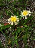 Taraxacum stevenii. Цветущее растение. Карачаево-Черкесия, Тебердинский заповедник, хр. Малая Хатипара, альпийский луг. 16.07.2017.