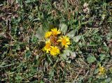 Inula rhizocephala. Цветущее растение. Таджикистан, Фанские горы, долина р. Чапдара, ≈ 2500 м н.у.м., берег реки. 03.08.2017.