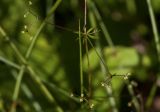 Galium uliginosum