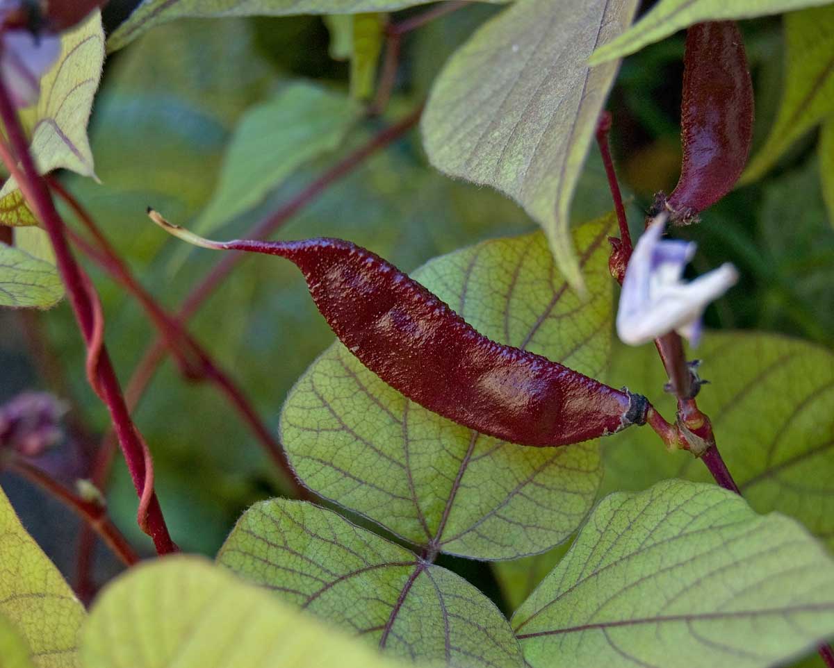 Изображение особи Dolichos purpureus.