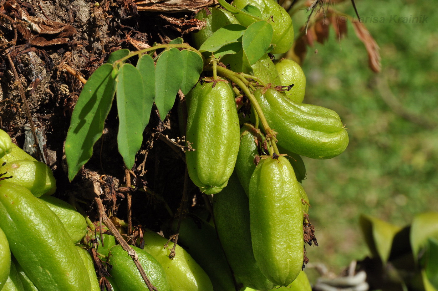 Image of Averrhoa bilimbi specimen.