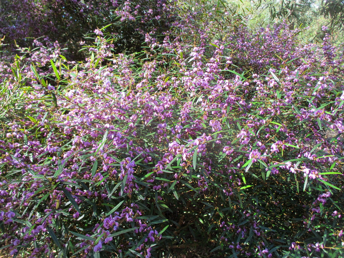 Изображение особи Hovea acutifolia.