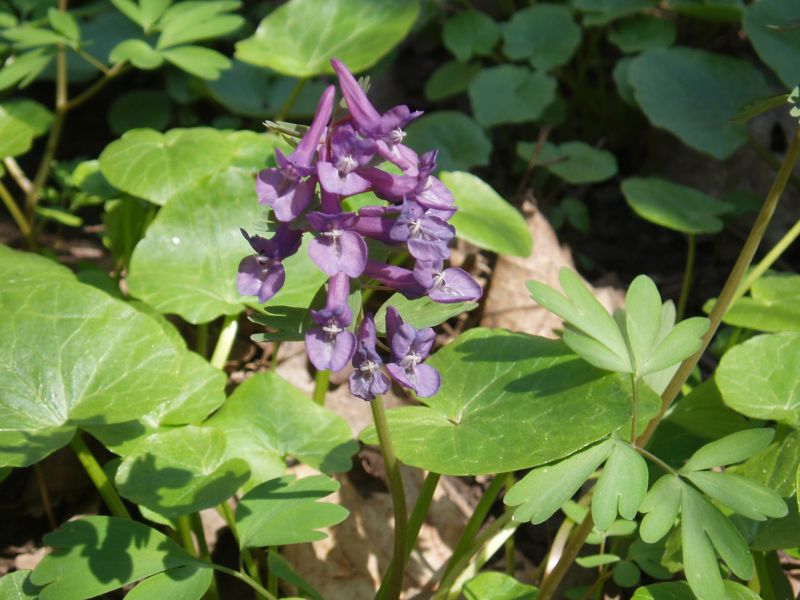 Изображение особи Corydalis solida.
