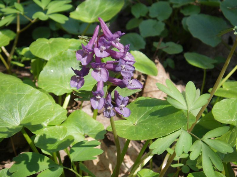 Image of Corydalis solida specimen.