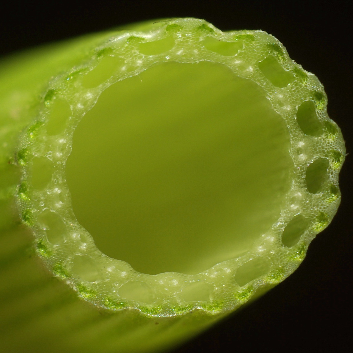 Image of Equisetum &times; litorale specimen.