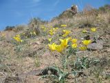 Tulipa behmiana