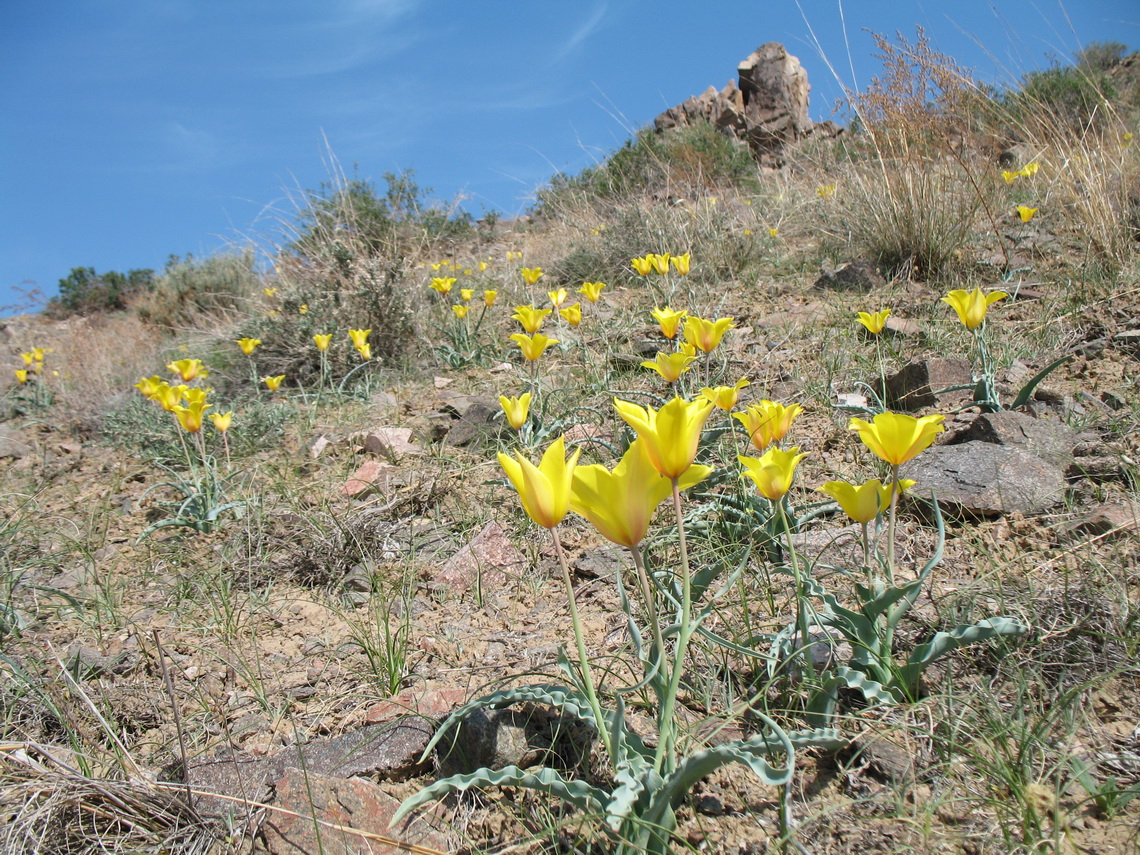 Image of Tulipa behmiana specimen.