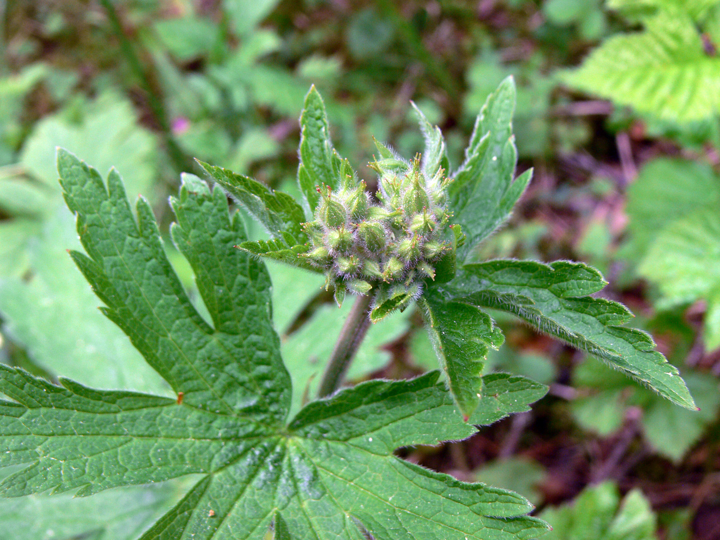 Image of Geranium sylvaticum specimen.