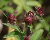 Comarum palustre. Верхушка растения с соцветиями и питающейся(?) мухой и жуком(?). Тульская обл., пос. Озерный. 01.07.2017.
