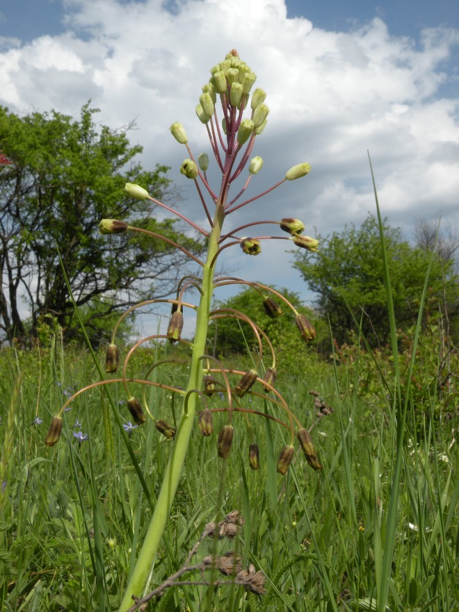 Image of Bellevalia sarmatica specimen.