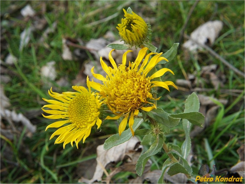 Изображение особи Grindelia squarrosa.