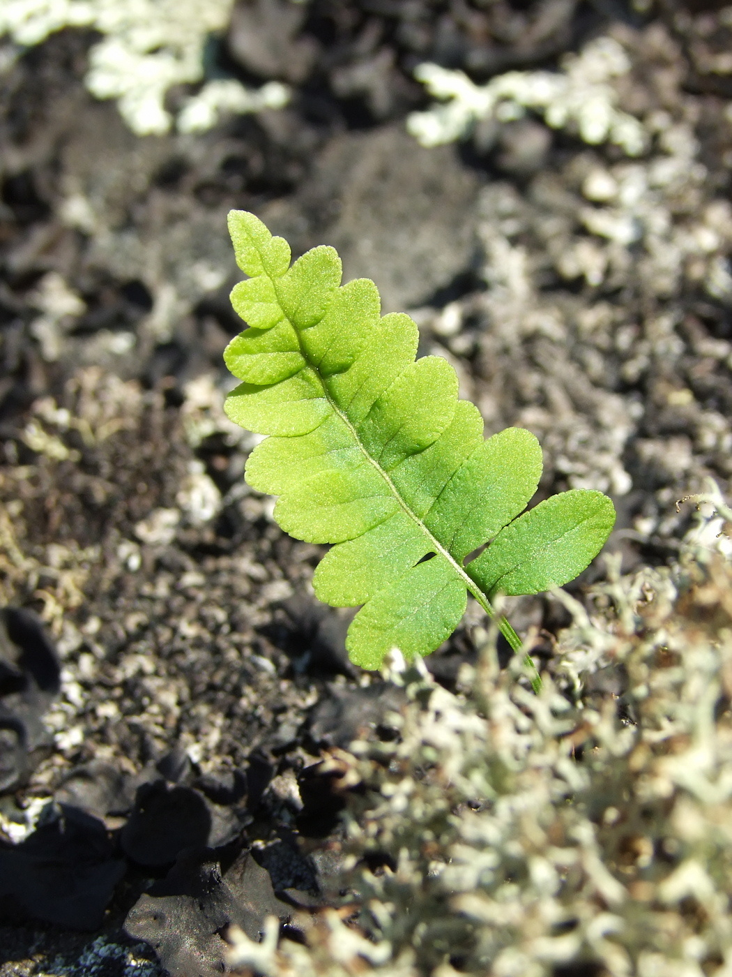 Image of Polypodium sibiricum specimen.