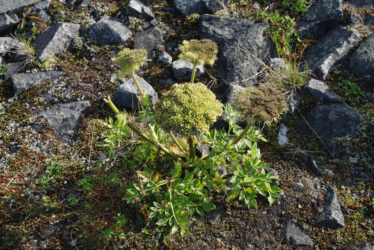 Image of Coelopleurum gmelinii specimen.