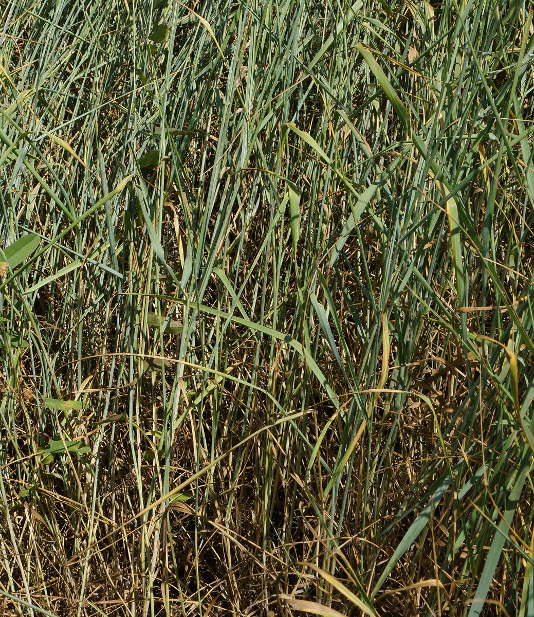 Image of Elytrigia repens specimen.