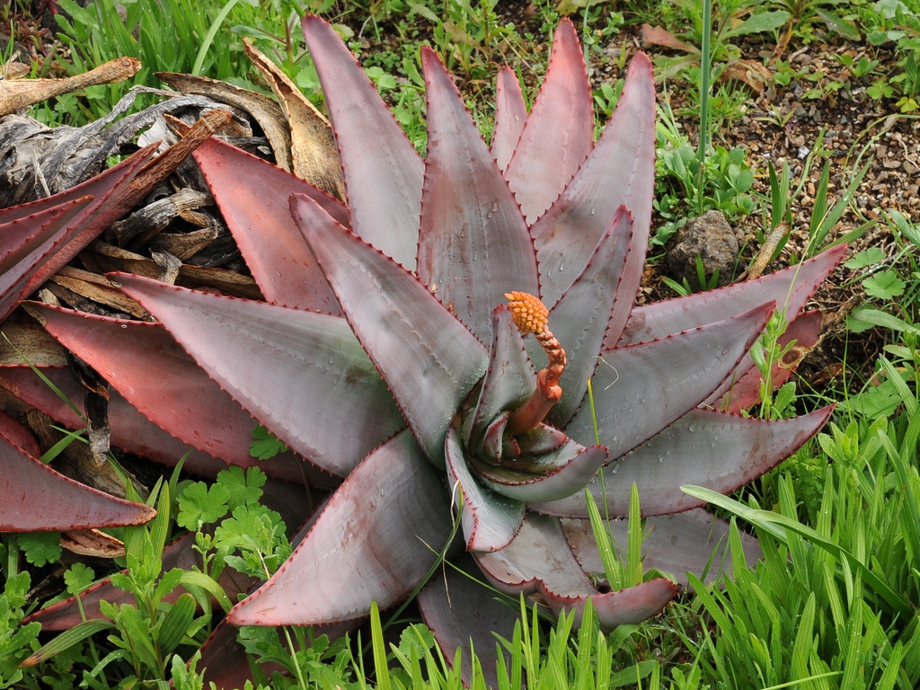 Image of Aloe capitata var. quartziticola specimen.